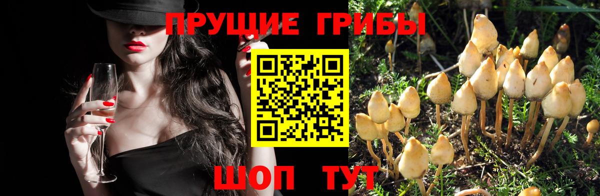 Нижний Тагил  где купить наркотик  Вход с VPN  Псилоцибиновые грибы мухоморы 